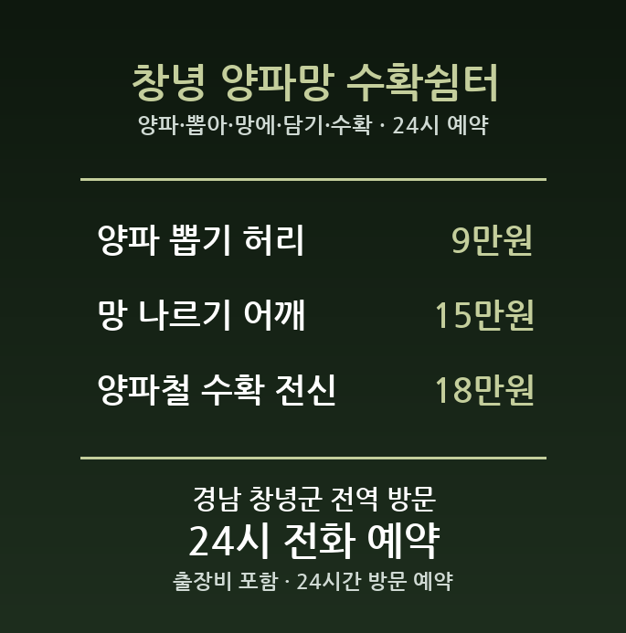 창녕 출장마사지 - 양파 뽑아 망에 담기 수확 허리 방문 홈케어